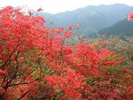 城峯公園 つつじ