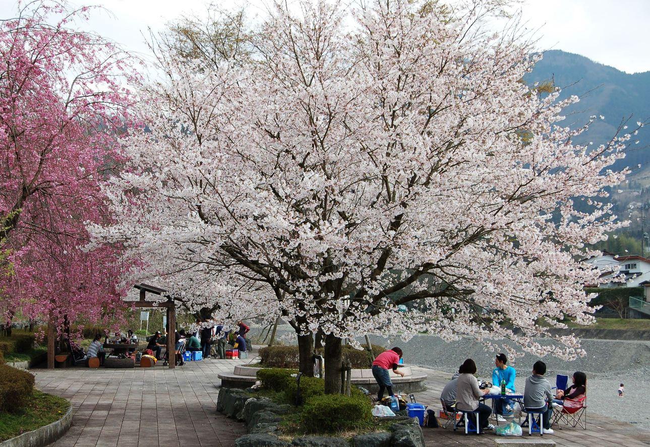 秩父瀬神流パークバーベキュー場桜の木の下で家族連れがバーベキューをしている写真