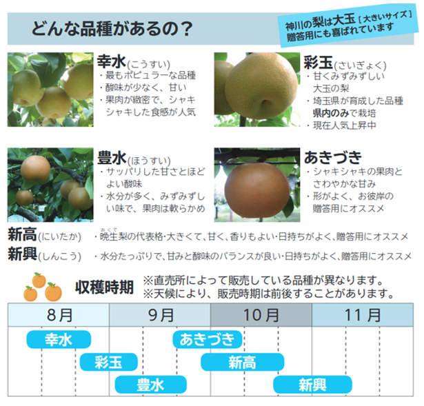 梨の品種をご紹介 幸水と彩玉、豊水など