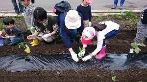 こども農園5月14日の農園