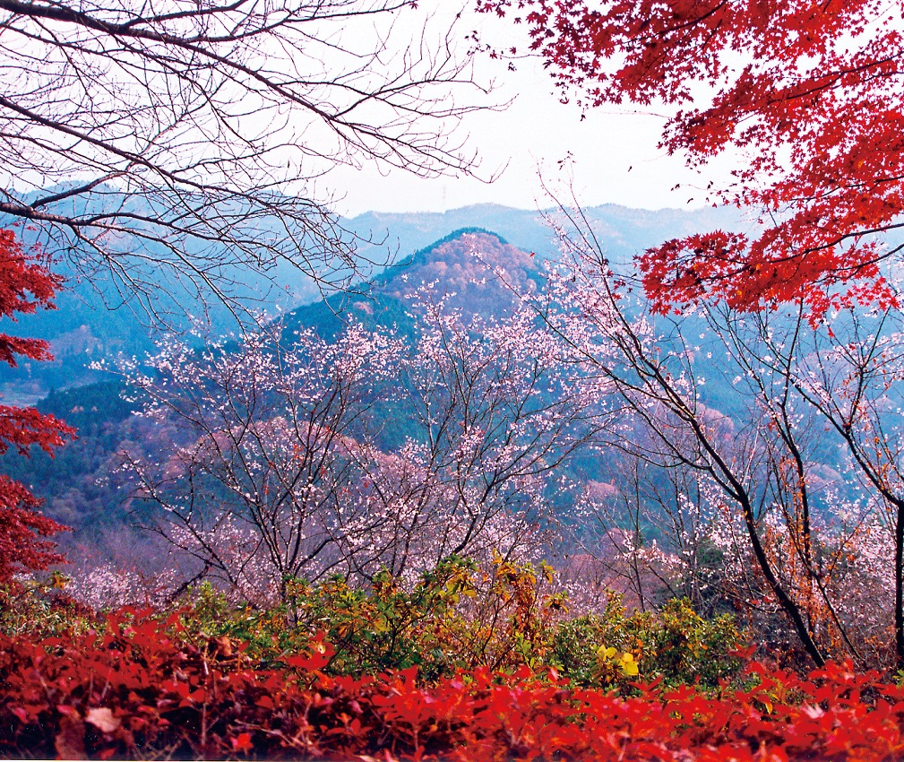 冬桜と紅葉のコントラスト