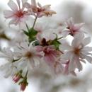 町の木 冬桜の写真
