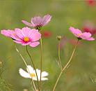 町の花 コスモスの写真