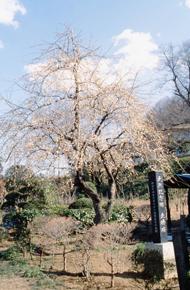 青空の下に写る無量院石重寺の夫婦梅（県指定天然記念物）の写真